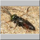 Tachysphex obscuripennis - Grabwespe m13a 6-7mm Sandgrube Niedringhaussee.jpg